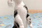娱乐圈吃瓜猫咪是谁啊,揭秘网络红猫背后的故事