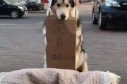 娱乐吃瓜酱小狗被卖